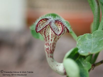 Ceropegia carnosa 2 – Asclepidarium
