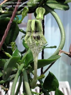 Ceropegia cf radicans ssp smithii1 – Asclepidarium