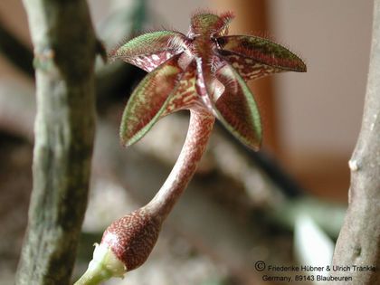 Ceropegia cimiciodora Blüte seitlich oben – Asclepidarium