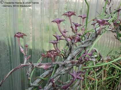 Ceropegia cimiciodora Blüten 3 – Asclepidarium