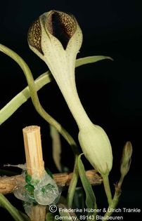 Ceropegia crassifolia (FH05,139) 001 – Asclepidarium
