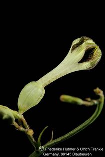 Ceropegia crassifolia (FH05,139) 004 – Asclepidarium