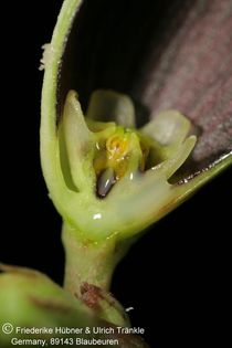 Ceropegia crassifolia (FH05,139) 009 – Asclepidarium