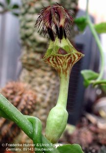 Ceropegia denticulata 1 – Asclepidarium