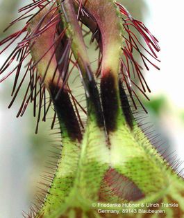 Ceropegia denticulata 4 – Asclepidarium