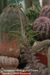 Ceropegia dimorpha 2 – Asclepidarium