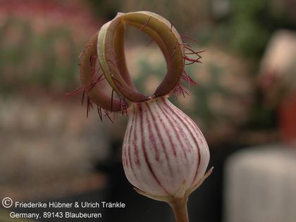 Ceropegia dimorpha 4 – Asclepidarium
