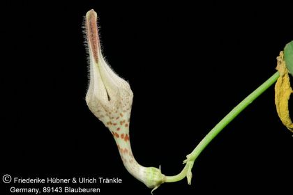 Ceropegia distincta ssp distincta (FH08,124) 001 – Asclepidarium