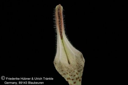 Ceropegia distincta ssp distincta (FH08,124) 003 – Asclepidarium