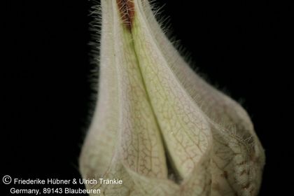 Ceropegia distincta ssp distincta (FH08,124) 004 – Asclepidarium