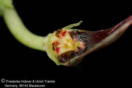 Ceropegia distincta ssp distincta (FH08,124) 007 – Asclepidarium
