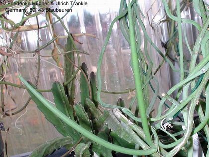 Ceropegia distincta subsp haygarthii Frucht – Asclepidarium