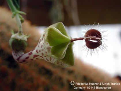 Ceropegia distincta subsp haygarthii von Fuchs 1 – Asclepidarium