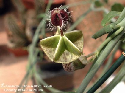 Ceropegia distincta subsp haygarthii von Fuchs 2 – Asclepidarium