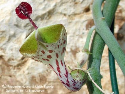 Ceropegia distincta subsp haygarthii von Fuchs 3 – Asclepidarium