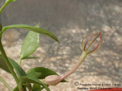 Ceropegia floribundum (Cashel, Zimbabwe) 001 – Asclepidarium