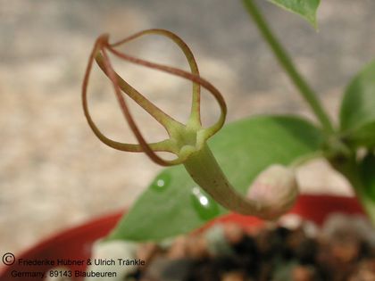 Ceropegia floribundum (Cashel, Zimbabwe) 003 – Asclepidarium