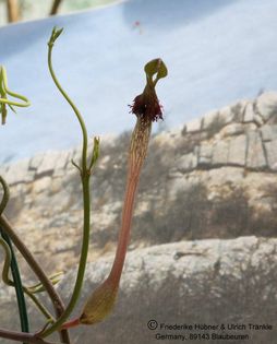 Ceropegia geniculata 001 – Asclepidarium