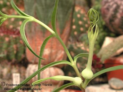 Ceropegia gilgiana - umbraticola group (Tanzania) 1 – Asclepidarium