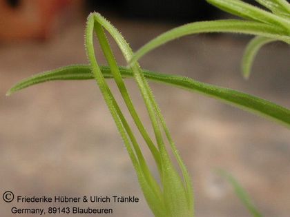 Ceropegia gilgiana - umbraticola group (Tanzania) 6 – Asclepidarium