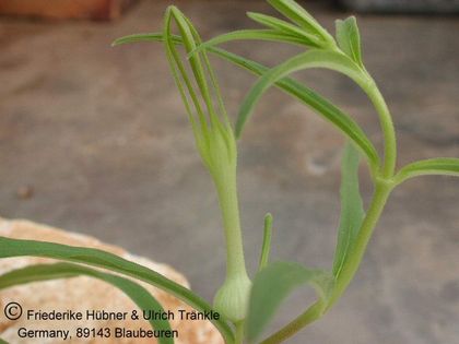 Ceropegia gilgiana - umbraticola group (Tanzania) 7 – Asclepidarium