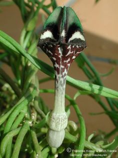 Ceropegia grandis Blüte1 – Asclepidarium