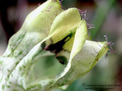 Ceropegia Hybride Mars Blüte nah – Asclepidarium