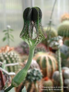 Ceropegia Hybride Uhlig Blüte nah – Asclepidarium
