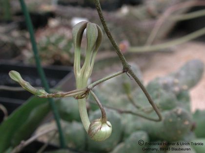 Ceropegia inornata Blüte 2 – Asclepidarium