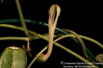 Ceropegia inornata (FH06,092) 002 – Asclepidarium