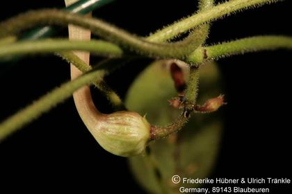 Ceropegia inornata (FH06,092) 006 – Asclepidarium