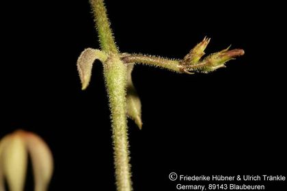 Ceropegia inornata (FH06,092) 007 – Asclepidarium