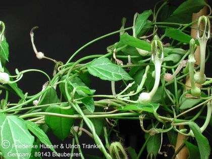 Ceropegia linearis subsp cf woodii 2 – Asclepidarium