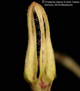 Ceropegia lugardae (FH04,144) 002 – Asclepidarium