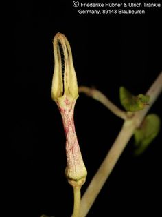 Ceropegia lugardae (FH04,144) 003 – Asclepidarium