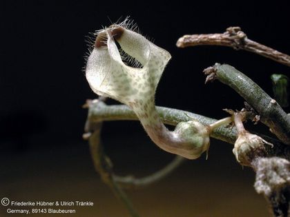 Ceropegia lugardae Shirley Blüte3 2002 – Asclepidarium