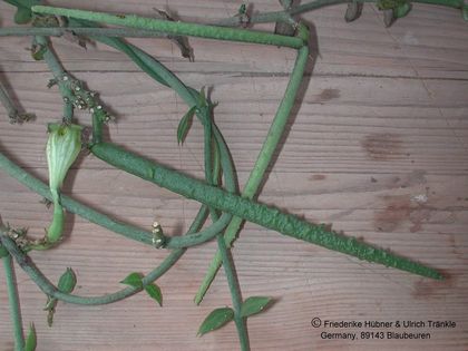 Ceropegia monteroiae Frucht ein und zwei hörnig – Asclepidarium