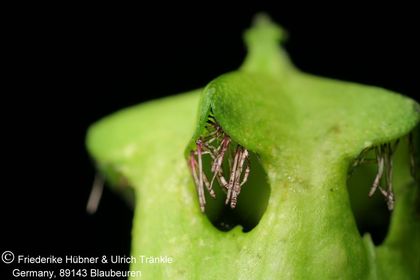Ceropegia monteroie 003 – Asclepidarium