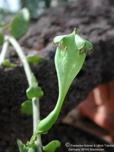 Ceropegia monteroie Blüte nah 2 – Asclepidarium