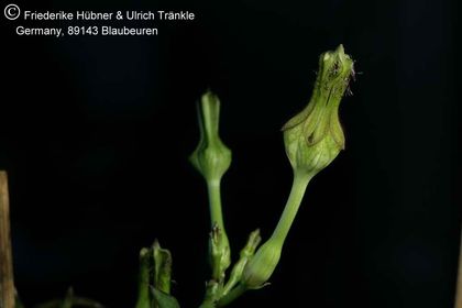 Ceropegia monteroie x stapeliiformis subsp. serpentina Clon 1 (FH05,134) 001 – Asclepidarium