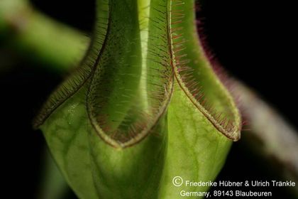 Ceropegia monteroie x stapeliiformis subsp. serpentina Clon 1 (FH05,134) 005 – Asclepidarium