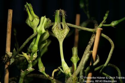 Ceropegia monteroie x stapeliiformis subsp. serpentina Clon 2 (FH05,134) 001 – Asclepidarium