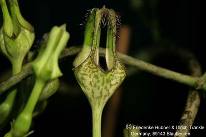 Ceropegia monteroie x stapeliiformis subsp. serpentina Clon 2 (FH05,134) 004 – Asclepidarium