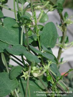 Ceropegia multiflora var. tentaculata 1 – Asclepidarium
