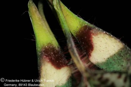 Ceropegia nilotica 011 – Asclepidarium