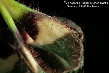 Ceropegia nilotica 013 – Asclepidarium