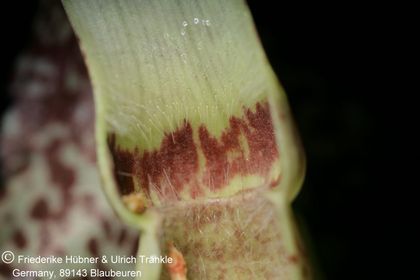 Ceropegia nilotica 014 – Asclepidarium