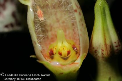 Ceropegia nilotica 016 – Asclepidarium