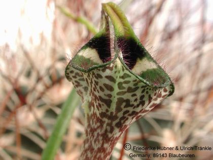 Ceropegia nilotica – Asclepidarium