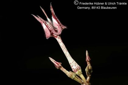 Ceropegia nilotica x stapeliiformis (FH07,016) 003 – Asclepidarium